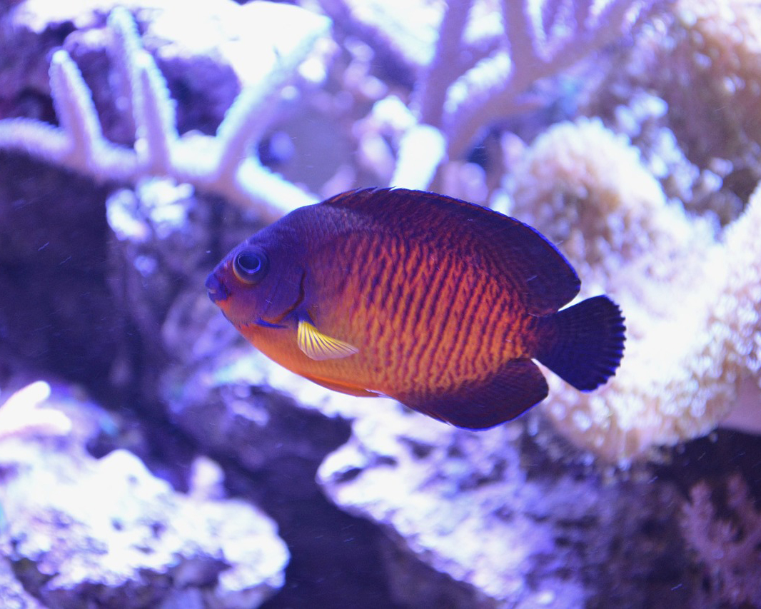 coral beauty angelfish