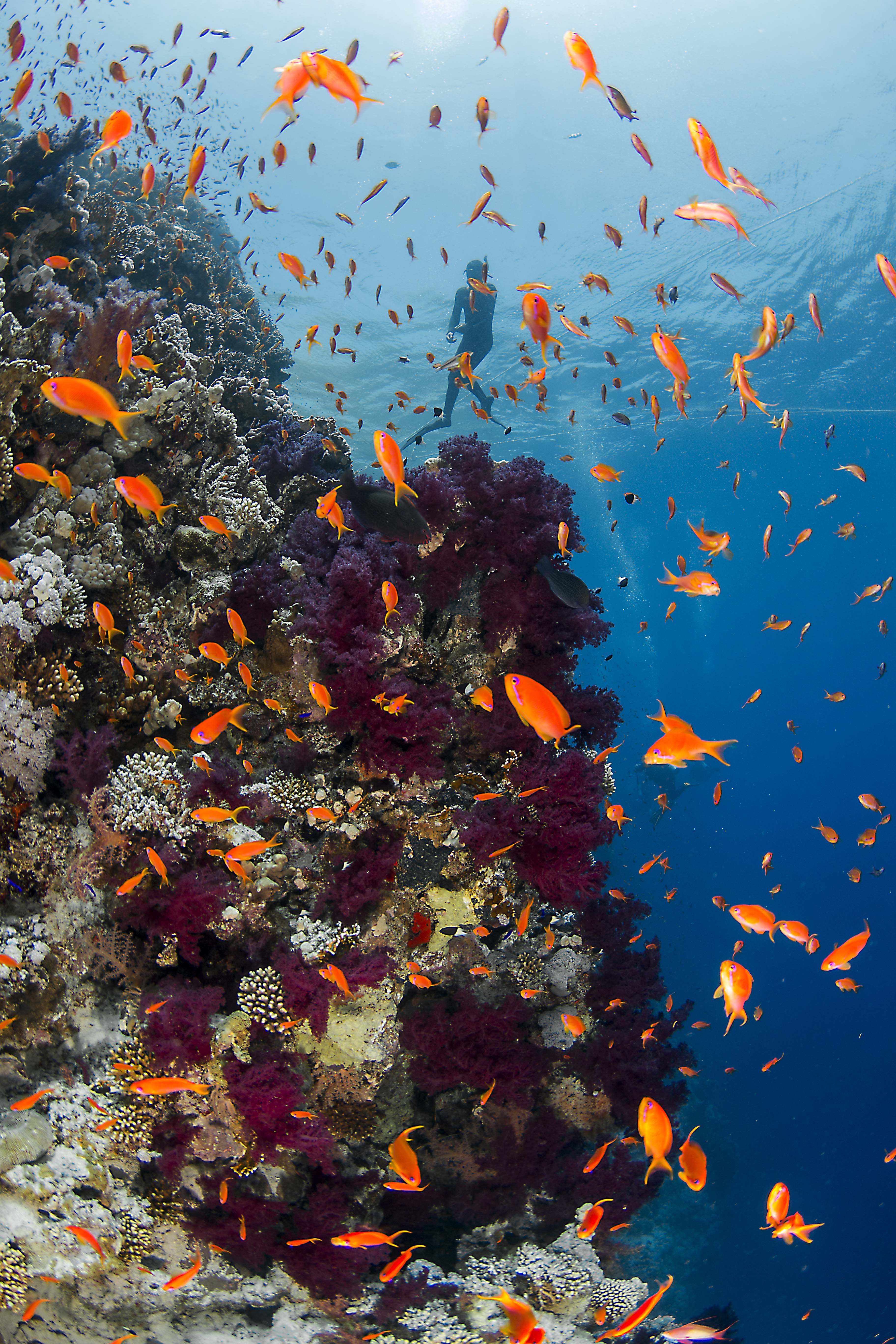 person swimming with school of fish