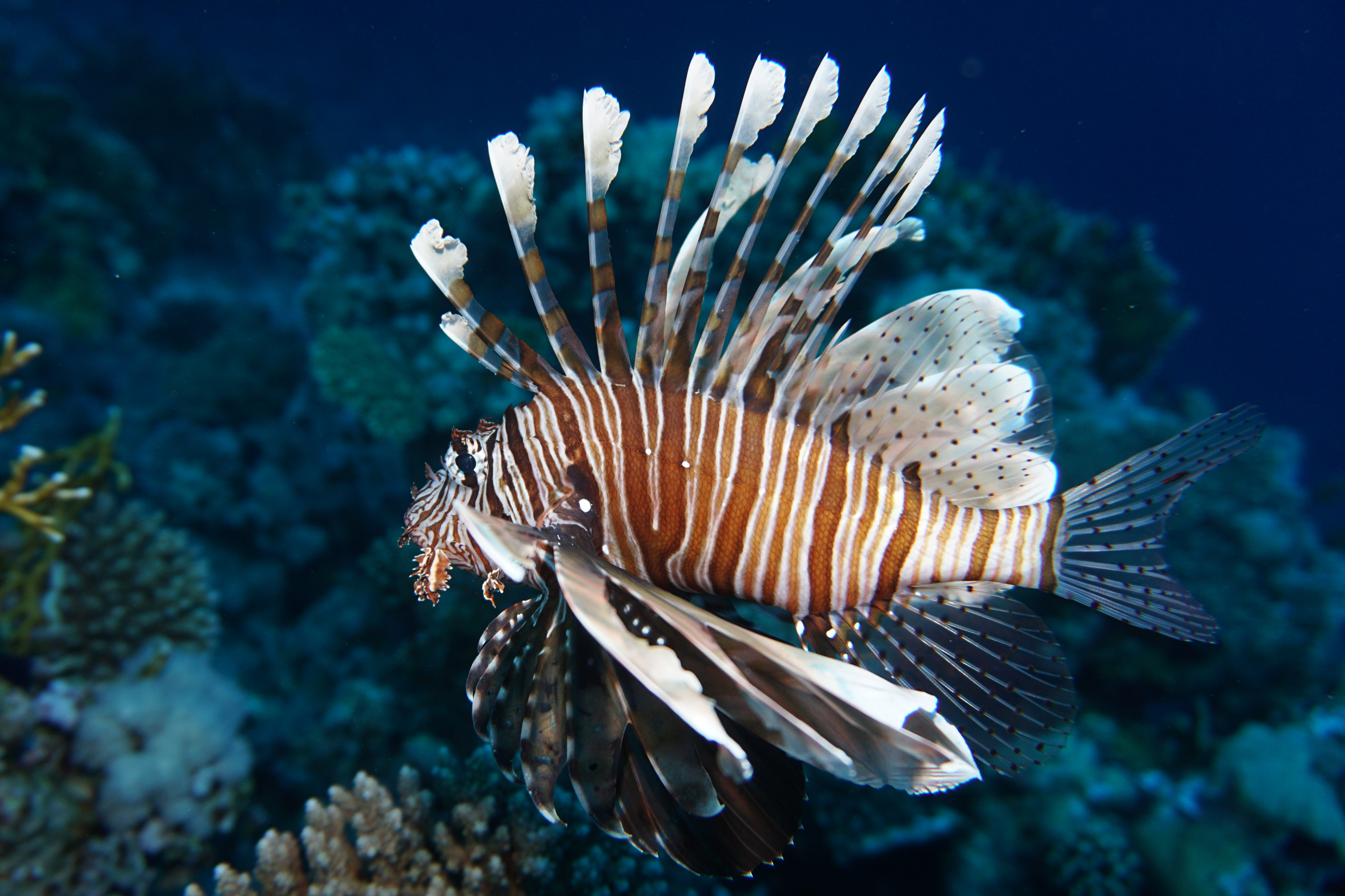 lionfish