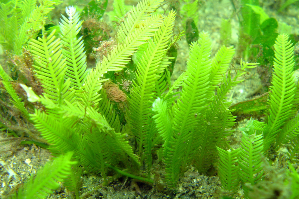 Caulerpa taxifolia